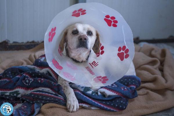 Emily, la delicatezza che chiede solo pace Foto 3